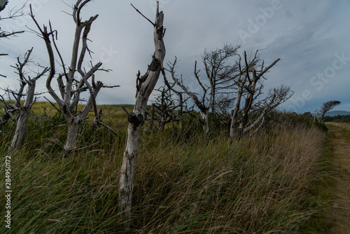 trees in field