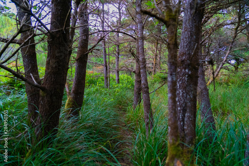 trees in the forest