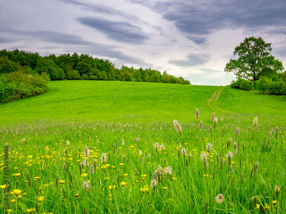 Flowering meadow in spring and in the background are forest and old massive tree Flowering meadow in spring and in the background are forest and old massive tree