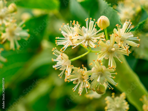 Linden blossom(Tilia cordata) - a closer look at inflorescence