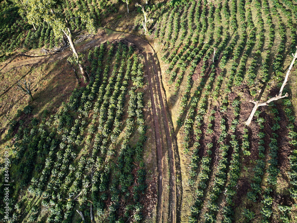 Fototapeta premium Young coffee trees