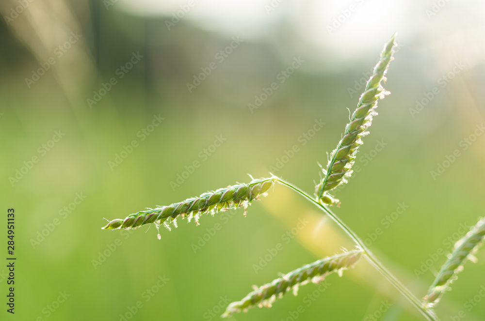 Green wheat on a sunny day