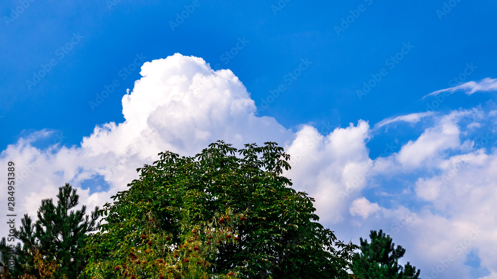 Clouds over the top of the trees Clouds over the top of the trees