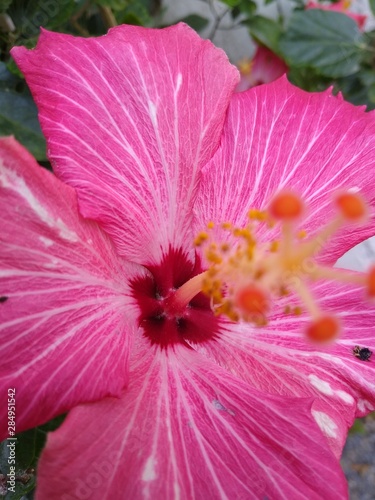 Fototapeta Naklejka Na Ścianę i Meble -  closeup of pink flower