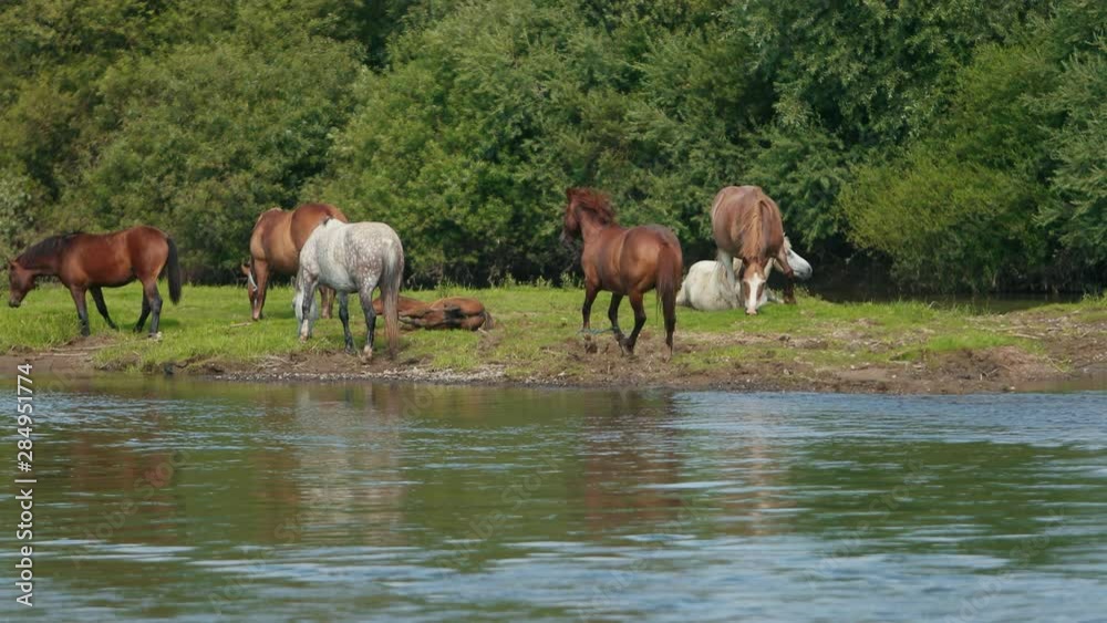 very many beautiful brown and white horses, grazing by the river, standing on the shore, drinking water, two horses fell to the ground and itching, stream flowing, magnificent nature, day, slow motion very many beautiful brown and white horses, grazing by the river, standing on the shore, drinking water, two horses fell to the ground and itching, stream flowing, magnificent nature, day, slow motion