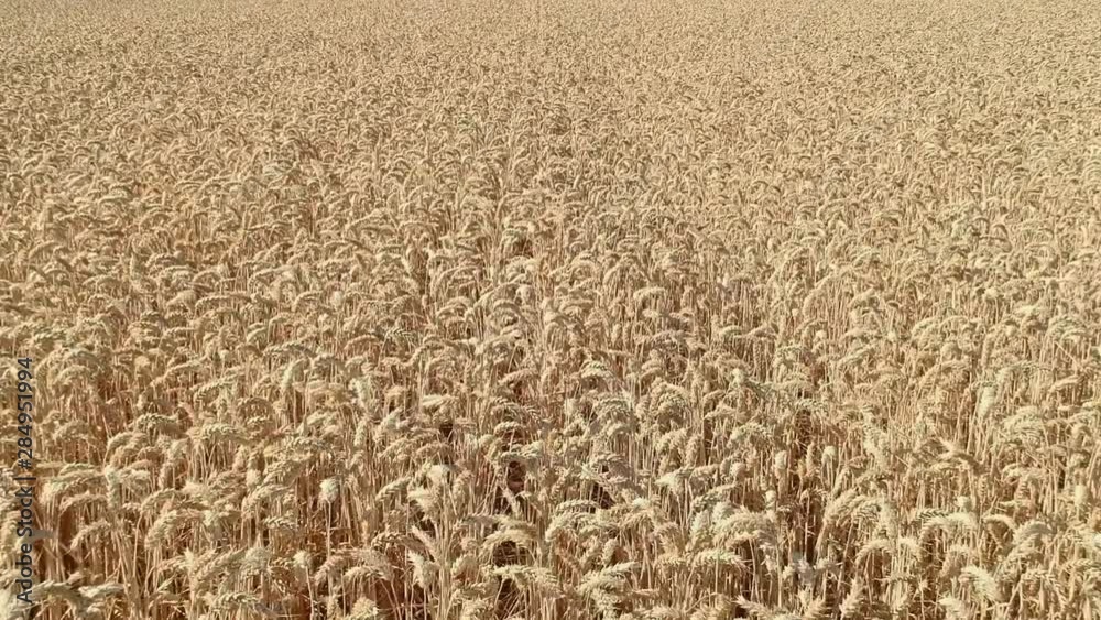 Wheats on a field filmned with drone from above Wheats on a field filmned with drone from above