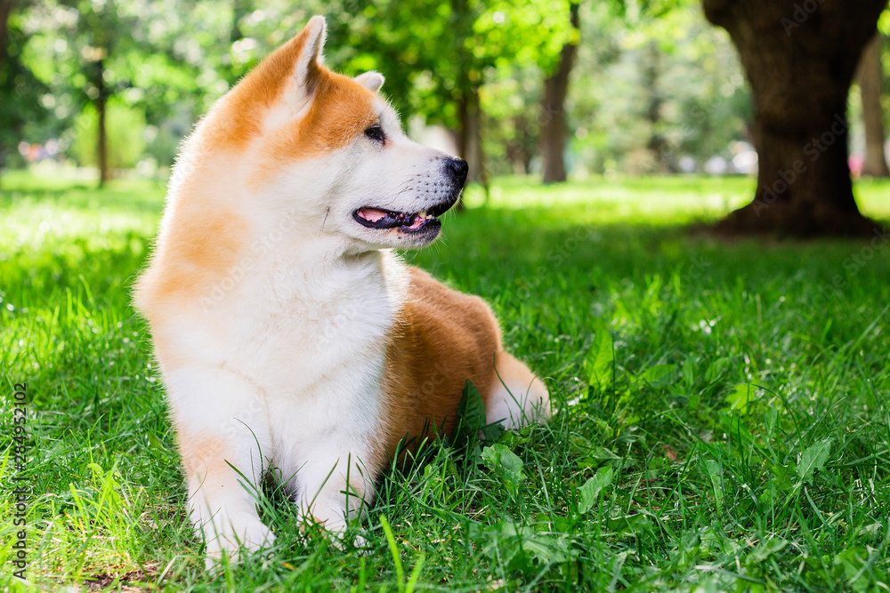 Beautiful male Japanese dog Akita inu