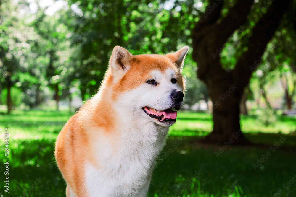 portrait of Japanese thoroughbred dog Akita inu