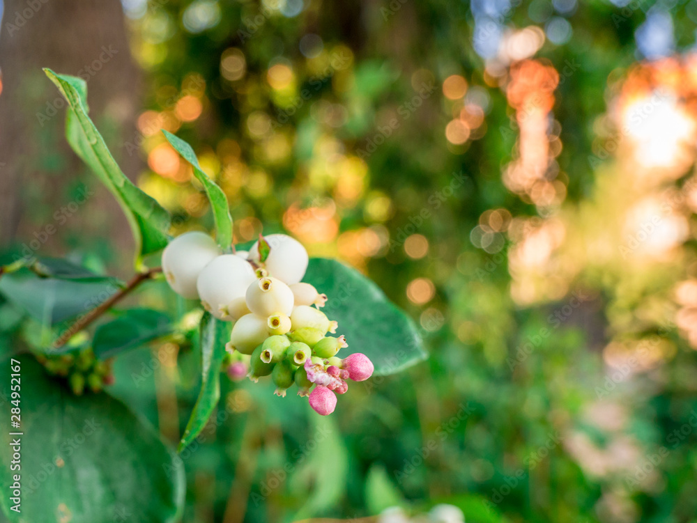Snowberries (Symphoricarpos Albus) closer look at flowers and berries Snowberries (Symphoricarpos Albus) closer look at flowers and berries