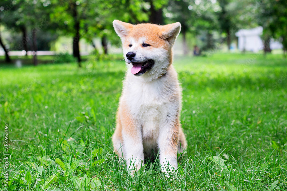 A puppy of a thoroughbred Japanese dog Akita inu in the park on the green grass A puppy of a thoroughbred Japanese dog Akita inu in the park on the green grass