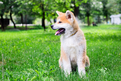 A puppy of a thoroughbred Japanese dog Akita inu in the park on the green grass © PAVEL GERASIMENKO