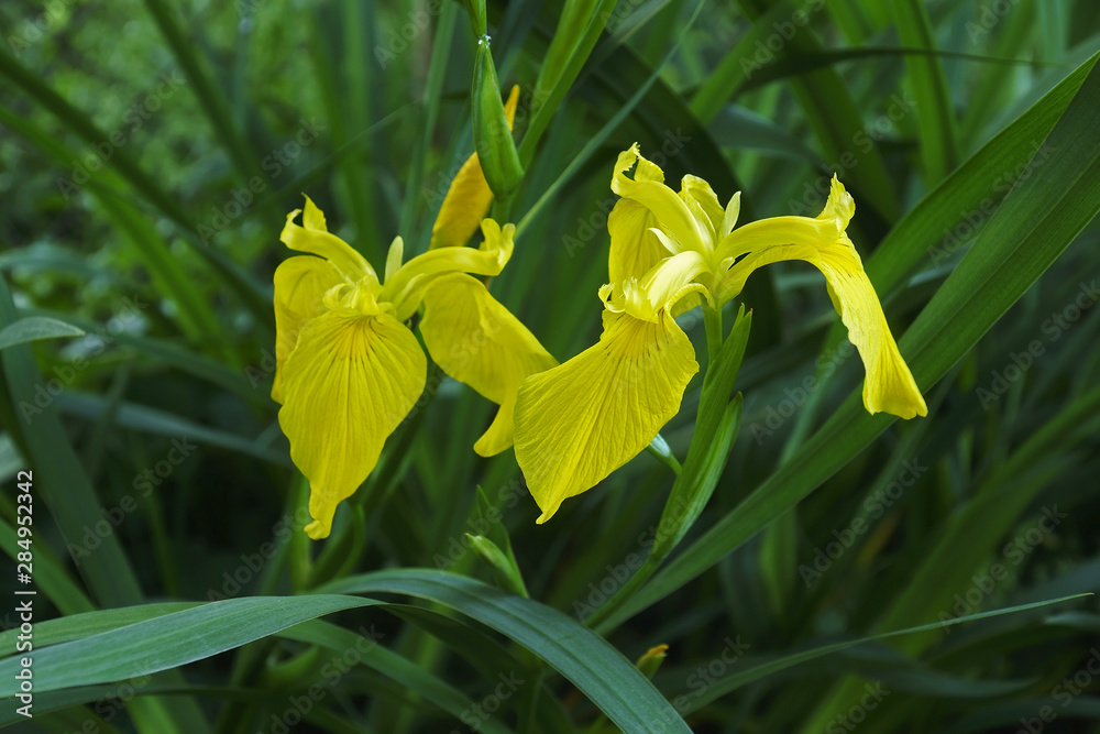 Yellow flag iris (Iris pseudacorus). Called Yellow iris, Water flag, Paleyellow iris and Lever also. Yellow flag iris (Iris pseudacorus). Called Yellow iris, Water flag, Paleyellow iris and Lever also.
