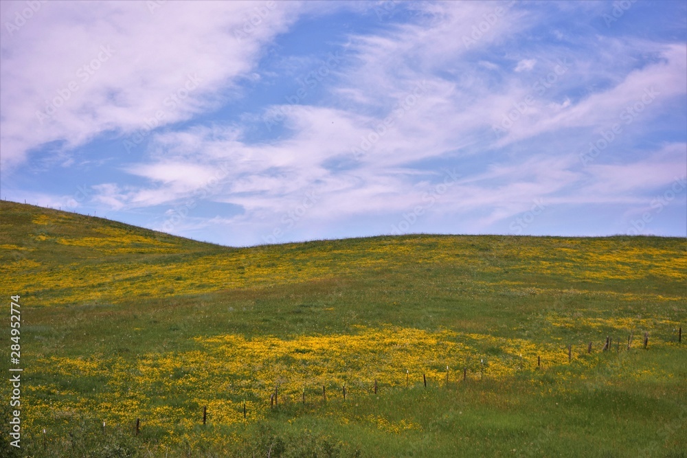 Montana Ranching Hills Covered in Yellow Wildflowers Below Big Blue Sky