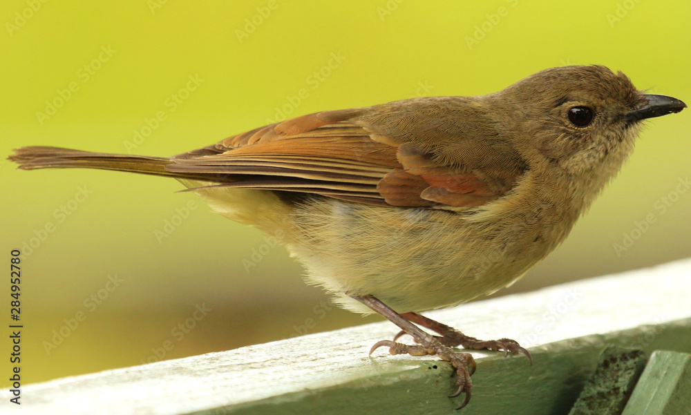 Fototapeta premium Norfolk Island Endemic Golden Whistler