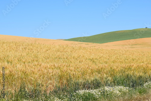 Farmland of Rolling Wheat Fields in Washington State