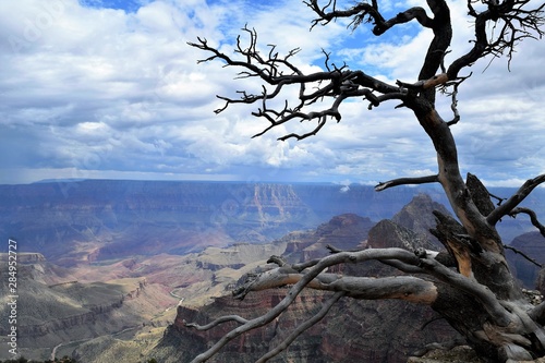 Gnarly Tree Highlights Heavy Clouds Overlooking North Rim of Grand Canyon