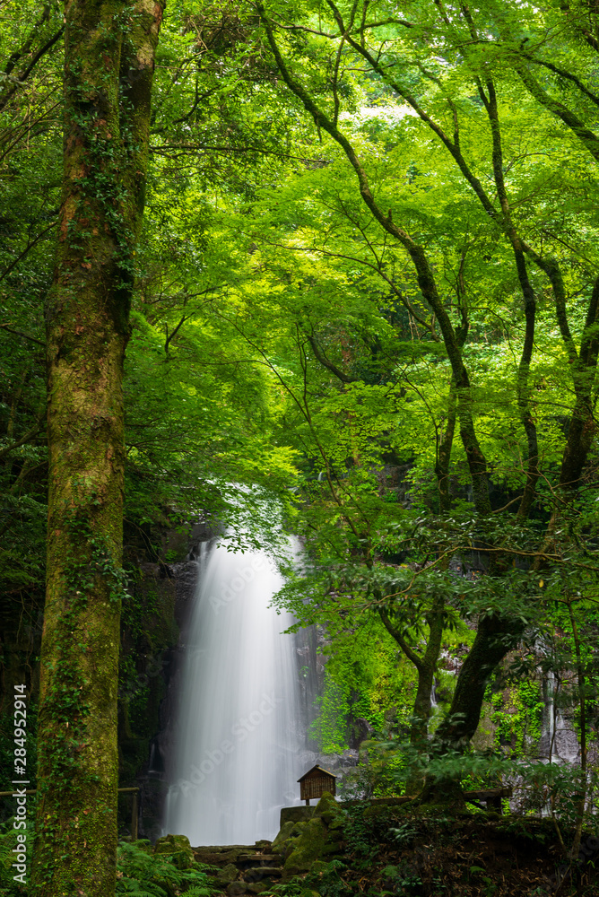 Fototapeta premium 深緑の滝_白糸の滝