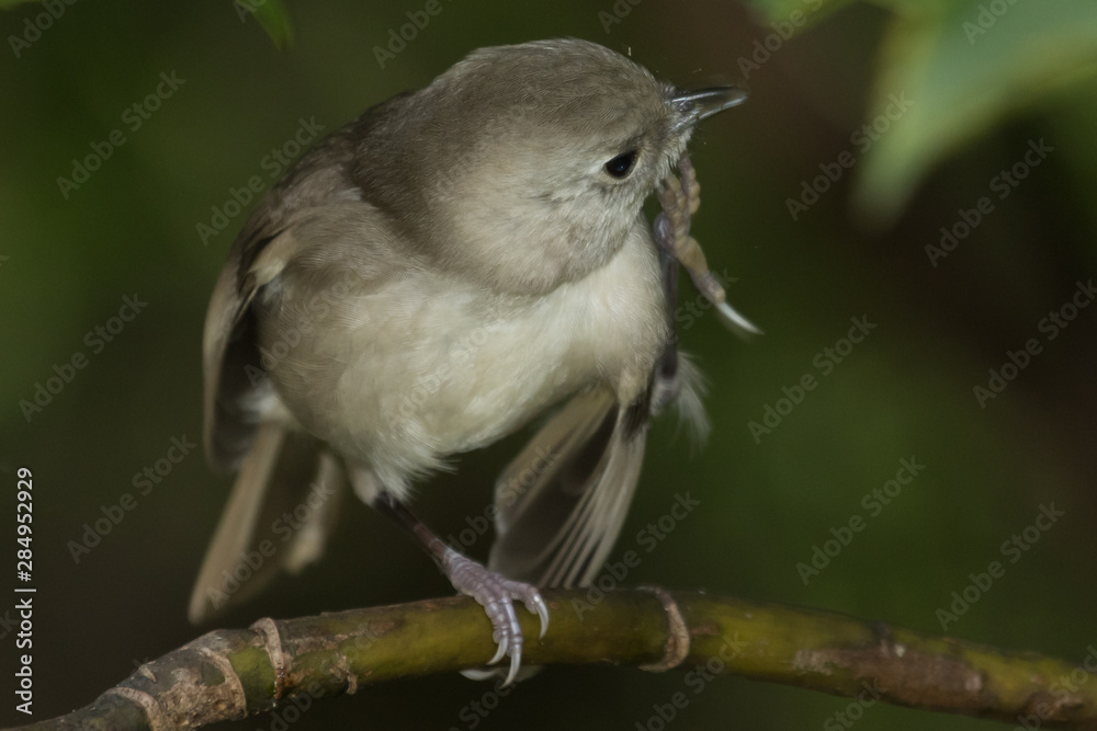 Fototapeta premium Whitehead Endemic Passerine of New Zealand