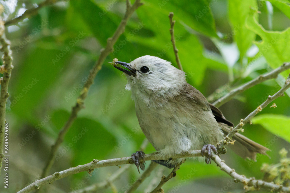 Obraz premium Whitehead Endemic Passerine of New Zealand