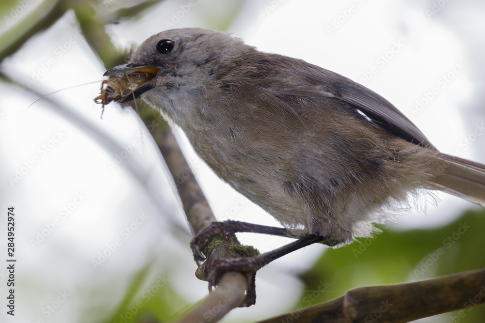 Fototapeta premium Whitehead Endemic Passerine of New Zealand