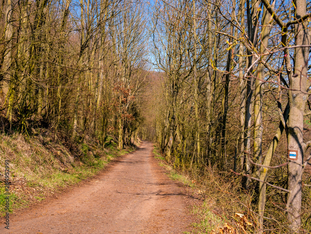 Fototapeta premium Dirt road in the woods with tourist signs