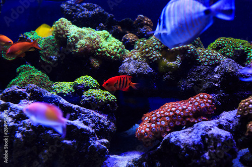 Beautiful group of sea fishes captured on camera under the water under dark blue natural backdrop of the ocean or aquarium. Underwater colorful fishes and marine life. selective focus