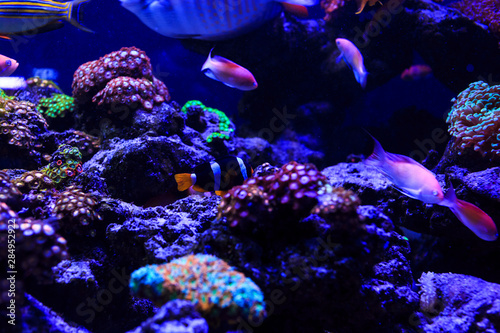Fototapeta Naklejka Na Ścianę i Meble -  Beautiful group of sea fishes captured on camera under the water under dark blue natural backdrop of the ocean or aquarium. Underwater colorful fishes and marine life. selective focus