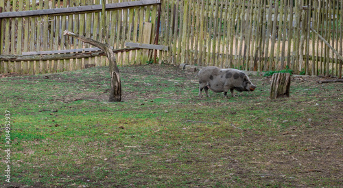 Big black pig in farm. photo