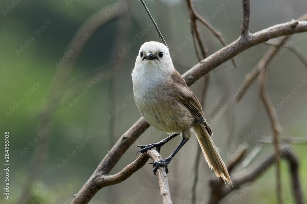Whitehead Endemic Passerine of New Zealand Whitehead Endemic Passerine of New Zealand