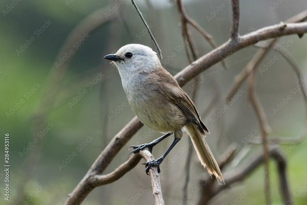 Whitehead Endemic Passerine of New Zealand Whitehead Endemic Passerine of New Zealand