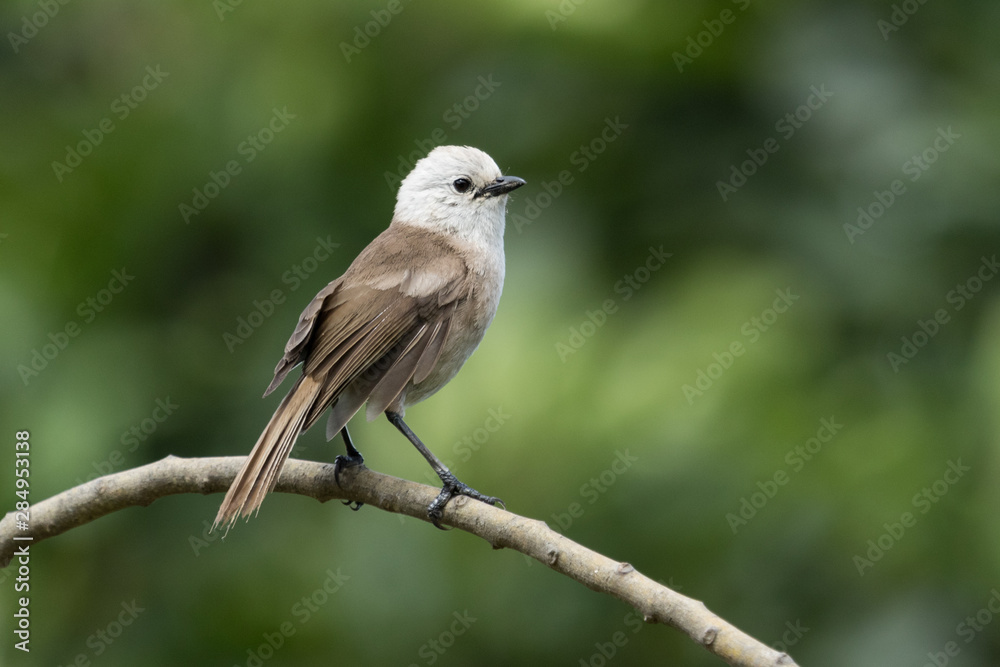 Whitehead Endemic Passerine of New Zealand Whitehead Endemic Passerine of New Zealand