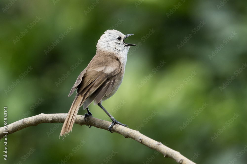 Whitehead Endemic Passerine of New Zealand Whitehead Endemic Passerine of New Zealand