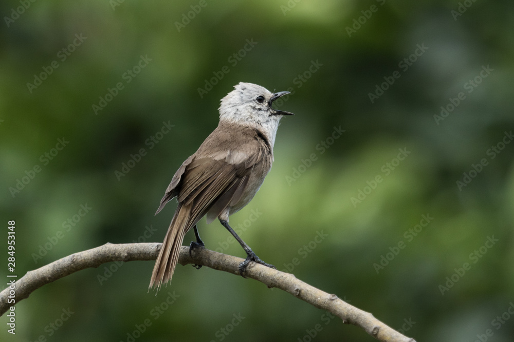 Whitehead Endemic Passerine of New Zealand Whitehead Endemic Passerine of New Zealand