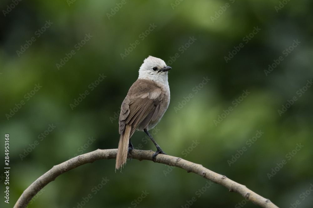 Whitehead Endemic Passerine of New Zealand Whitehead Endemic Passerine of New Zealand