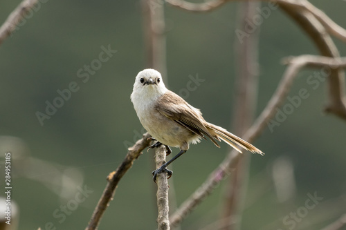 Whitehead Endemic Passerine of New Zealand