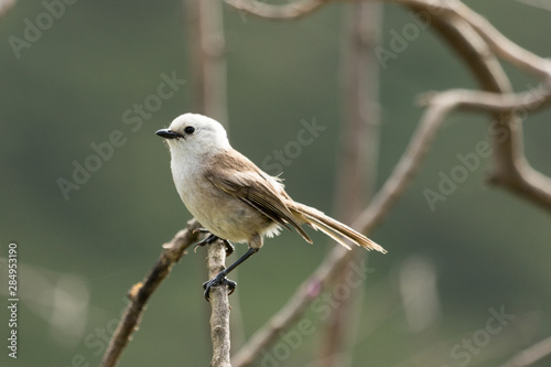 Whitehead Endemic Passerine of New Zealand