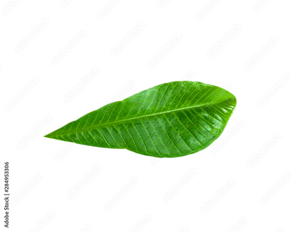 Fototapeta premium Green tea leaves
