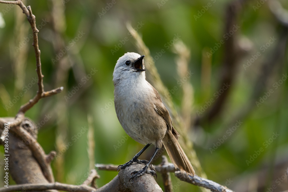 Whitehead Endemic Passerine of New Zealand Whitehead Endemic Passerine of New Zealand