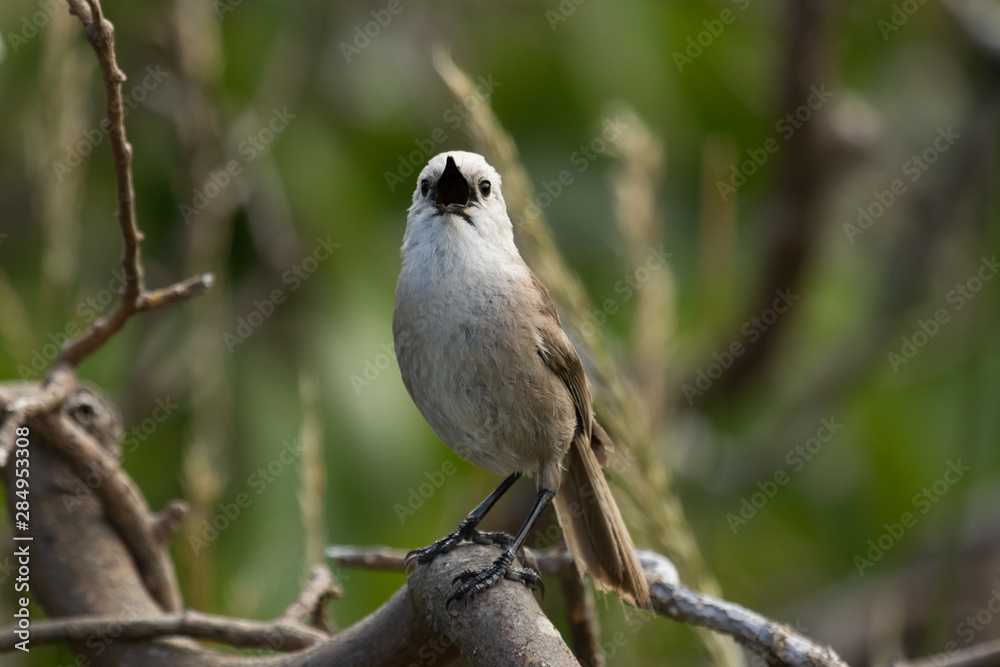 Whitehead Endemic Passerine of New Zealand