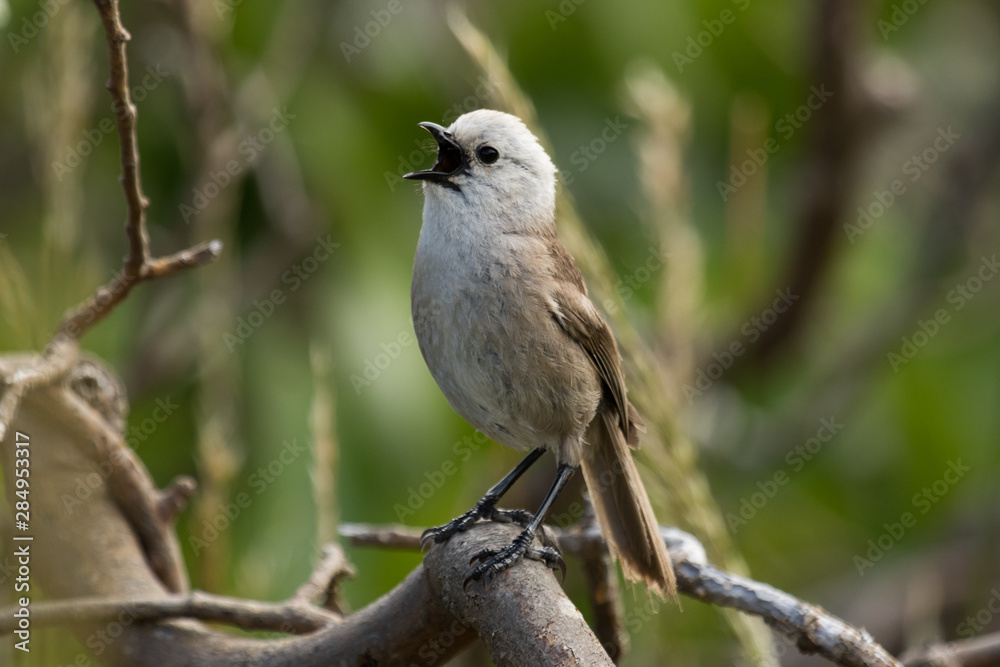 Whitehead Endemic Passerine of New Zealand