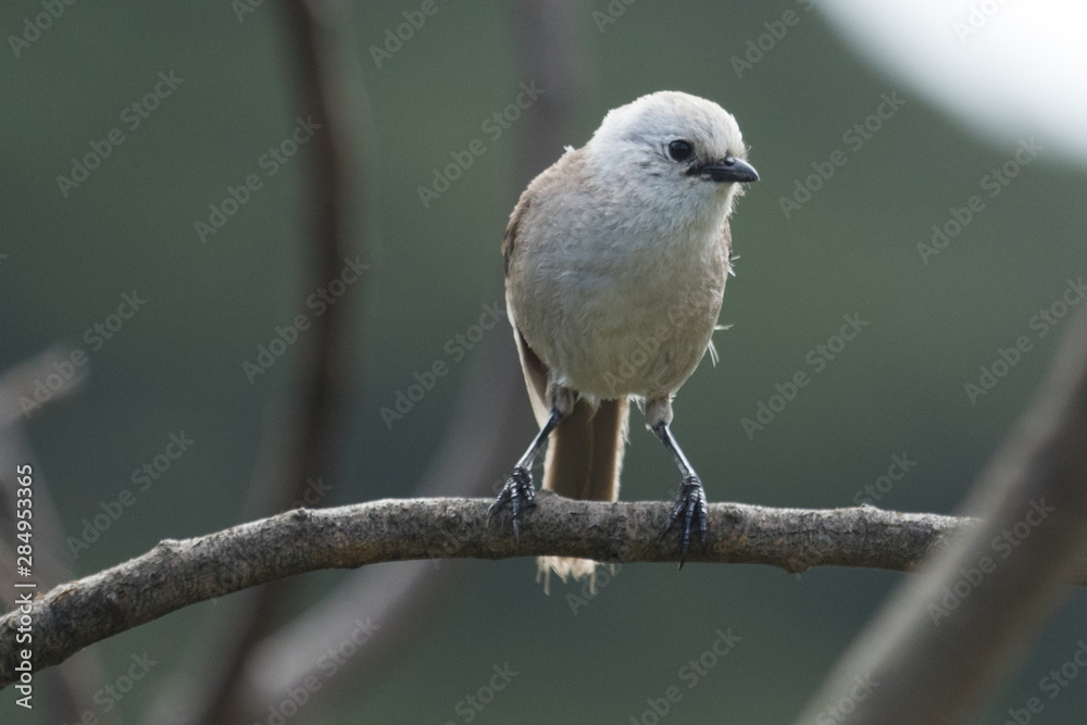 Whitehead Endemic Passerine of New Zealand Whitehead Endemic Passerine of New Zealand