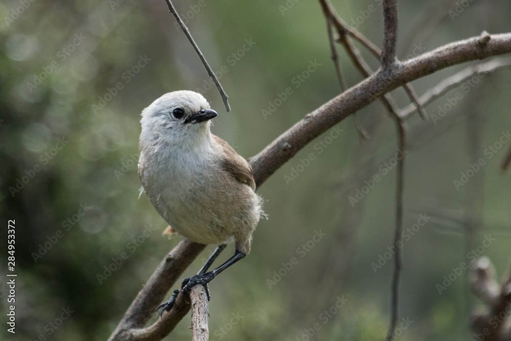 Whitehead Endemic Passerine of New Zealand Whitehead Endemic Passerine of New Zealand