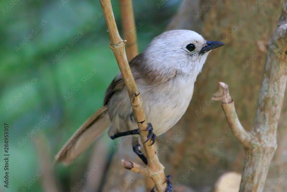Fototapeta premium Whitehead Endemic Passerine of New Zealand