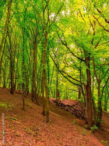 An old dry broken tree lies in the distance in the forest and on a branch of a standing tree is an improvised swing