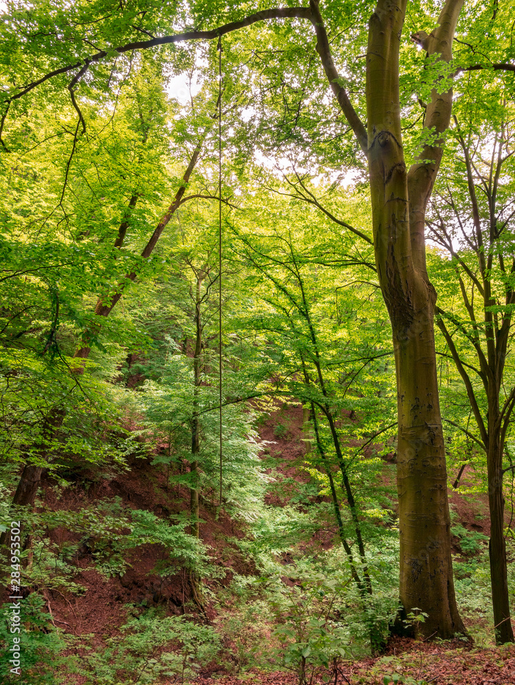 A long rope hanging from a branch of an old tall tree in a forest