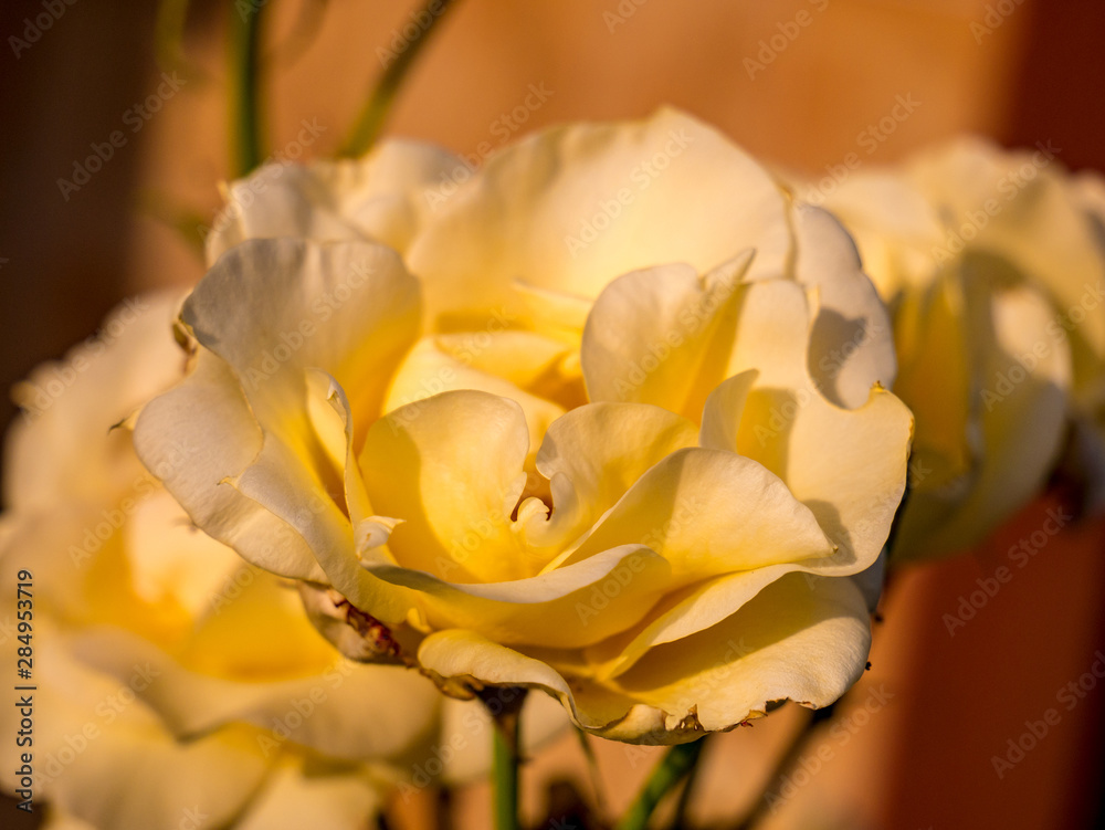 Close up view of a flower white-yellow rose(Rosa)