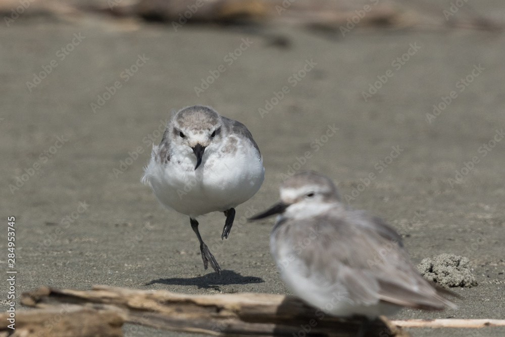 Wrybill Endemic Shorebird of New Zealand Wrybill Endemic Shorebird of New Zealand
