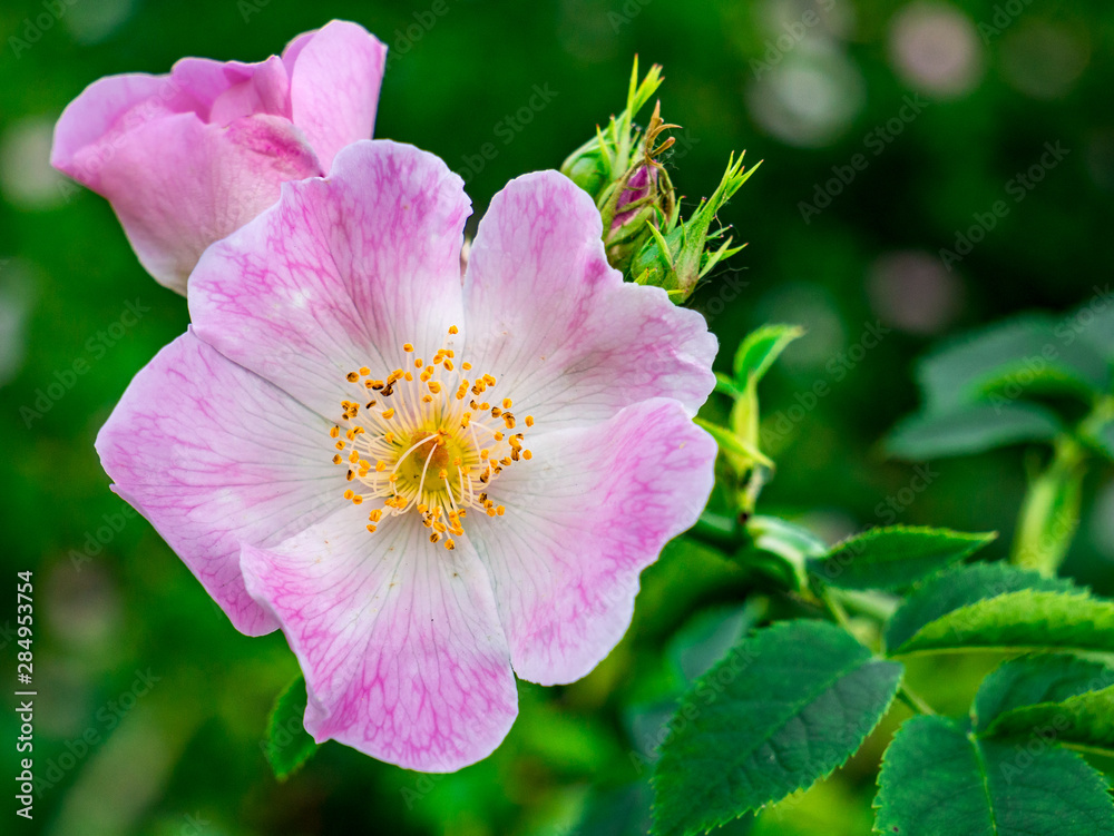 Dog rose (Rosa canina) - closer look at flower Dog rose (Rosa canina) - closer look at flower