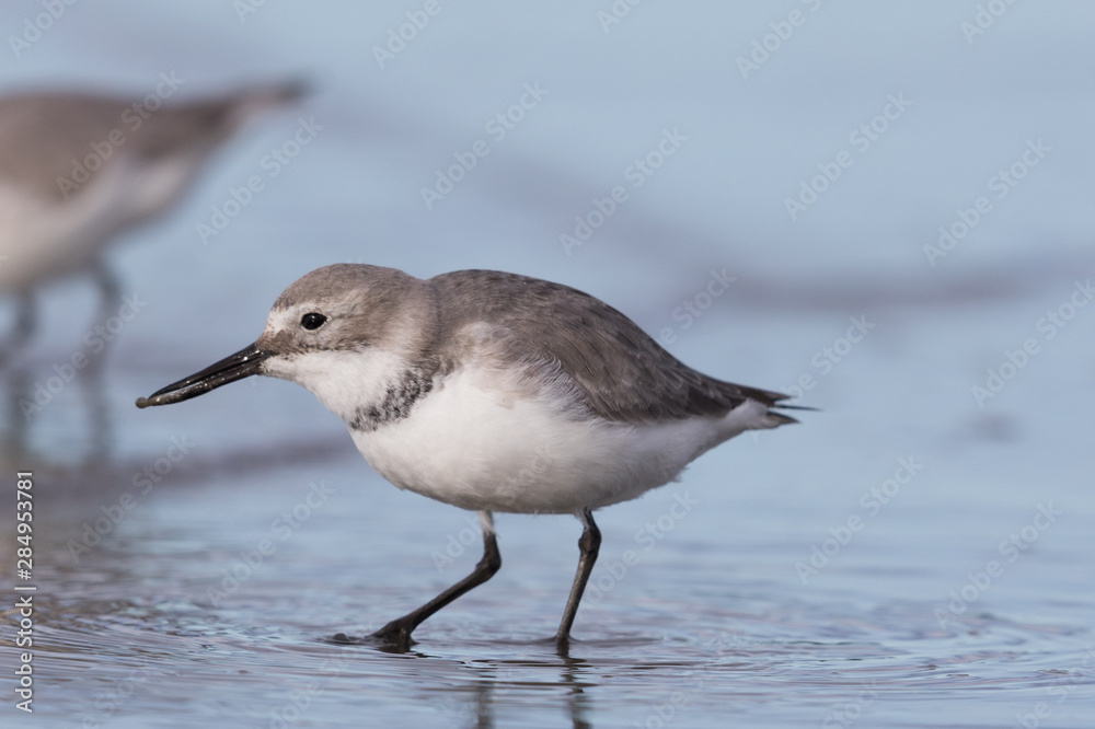 Fototapeta premium Wrybill Endemic Shorebird of New Zealand