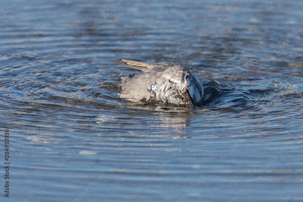 Fototapeta premium Wrybill Endemic Shorebird of New Zealand